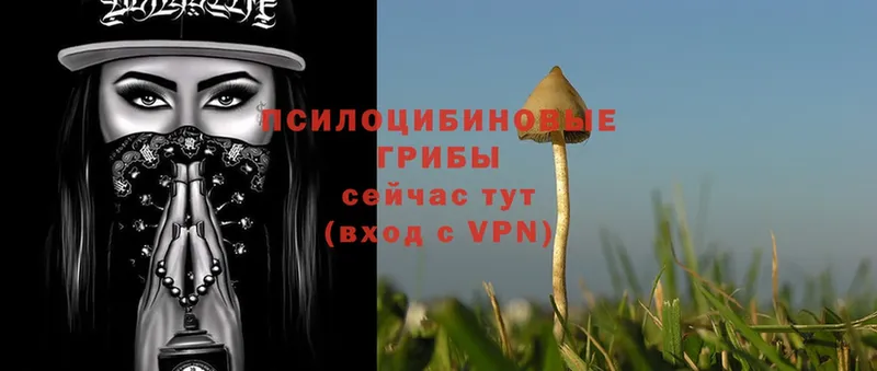 Псилоцибиновые грибы Psilocybine cubensis  цена   Багратионовск 